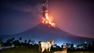 一匹馬和一隻狗在繁星點點的夜空下觀看火山噴發。 — 風景動圖 壁紙