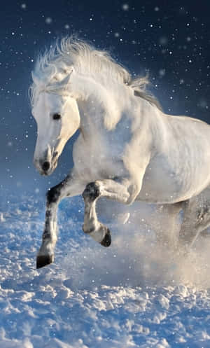 白馬在星空下的雪地奔跑