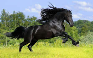 黑馬在長滿草的原野上奔跑，有樹木和藍天。