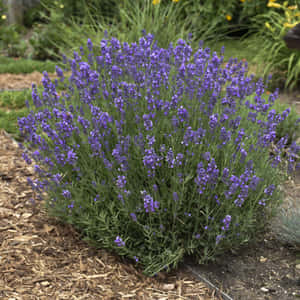 一叢茂密的薰衣草，開著紫色花朵，生長在覆蓋護根物的花壇中。 — 紫色花朵 壁紙