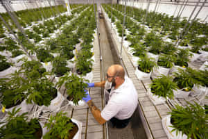 工人在溫室中照料大麻植物。 — MacBook Pro 14 壁紙