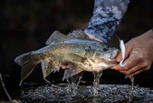 釣魚者將剛捕獲的鱸魚舉出水面，釣餌仍留在魚嘴中。 — 釣魚 壁紙