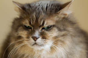 Grumpy Cat 圖片 — MacBook Pro 16 壁紙