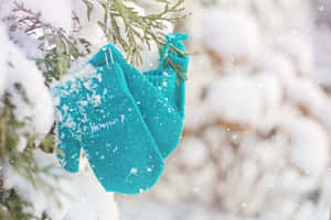 覆蓋著積雪的青綠色手套掛在積雪的常青樹枝上。 — 冬日美學 壁紙