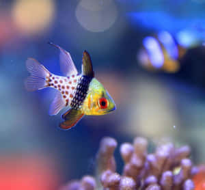 色彩繽紛的魚在水族箱中游近珊瑚 — 魚 壁紙