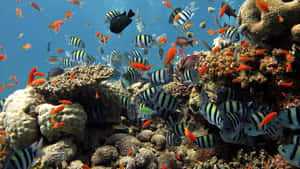 色彩繽紛的熱帶魚在清澈藍色海水的珊瑚礁周圍游動。