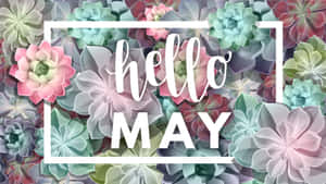 彩色多肉植物背景上的白色 Hello MAY 文字