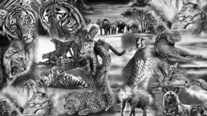咆哮的老虎、獅子、豹子和獵豹的黑白拼貼畫。 — 黑白 壁紙