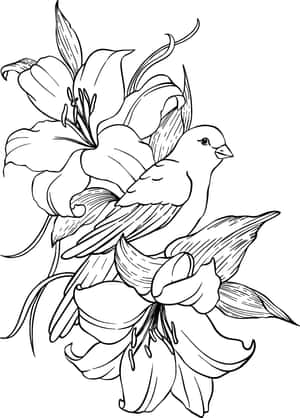 一隻鳥依偎在百合花叢中，以黑白線條藝術風格呈現。 — 黑白藝術 壁紙