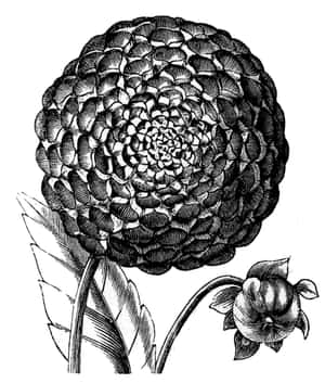 一朵大麗花和一個小花蕾的植物插圖。 — 黑白藝術 壁紙