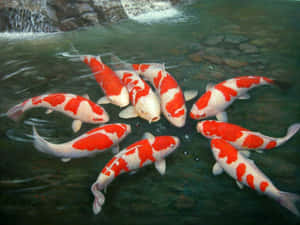 一幅鯉魚在池塘中游泳的畫作 — 錦鯉 壁紙