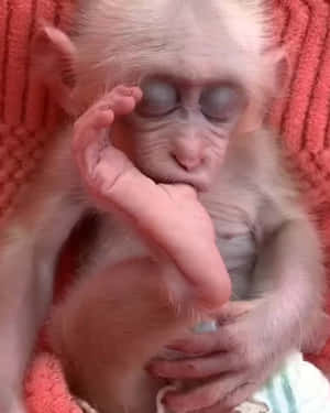 一隻睡眼惺忪的猴寶寶蜷縮在珊瑚色毯子上
