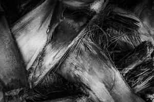 黑白紋理棕櫚葉的特寫，帶有細微纖維和陰影。 — 界王拳 壁紙