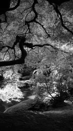 彎曲的樹枝框住了霧氣瀰漫的森林中一條寧靜的小溪。 — 深色花卉 壁紙