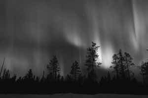 極光在繁星點點的夜空下，於白雪覆蓋的森林上方舞動。 — 樹 壁紙