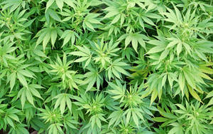 特寫鏡頭，田野中生長茂盛的綠色大麻植物。