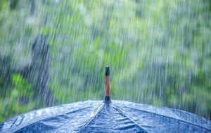 大雨中藍色雨傘的特寫，後面有綠色樹木。 — 雨天 壁紙