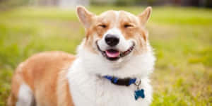 一隻快樂的哥基犬閉上眼睛在草地上微笑。