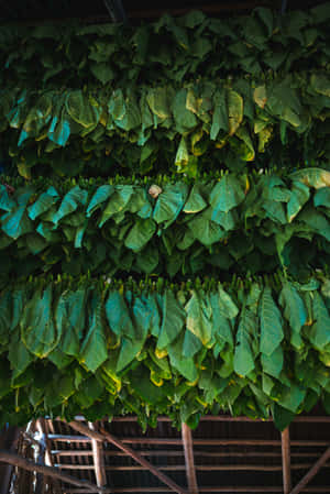 一排排綠色煙葉掛在木棚中晾乾。 — 淺綠色美學動態圖 壁紙