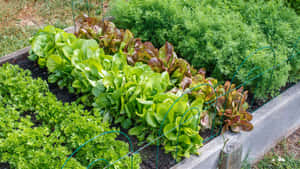 有機生菜和歐芹在木製高架花園床中生長。 — 淺綠色美學動態圖 壁紙