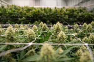一排排帶有密集花蕾的大麻植物在室內人造燈光下生長。 — MacBook Air M2 壁紙