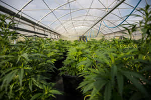 在大型溫室結構內種植的盆栽大麻植物行列。 — MacBook 壁紙