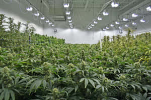 在大型室內設施中於人造燈光下生長的大麻植物行列。 — MacBook Pro 壁紙