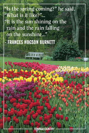 色彩繽紛的鬱金香花園，配有木製長椅和 Frances Hodgson Burnett 的勵志名言。 — 小米18 Fold 壁紙