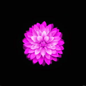 一朵鮮豔的粉紅色大麗花，位於黑色背景中央。 — 花卉 iPhone 壁紙