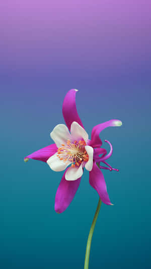 一朵紫白色耬斗菜花，背景為從紫色到藍綠色的漸變。 — iPhone 8 壁紙