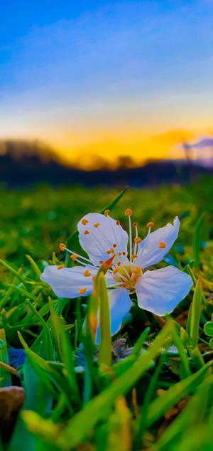 夕陽下綠草中一朵帶有橙色雄蕊的白花。 — Galaxy Note 壁紙