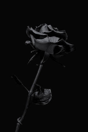 一朵乾燥的黑玫瑰，花瓣捲曲，在黑色背景上，莖幹深色。 — 花卉 iPhone 壁紙