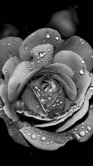 一朵黑白玫瑰，花瓣上有水滴。 — 花卉 iPhone 壁紙