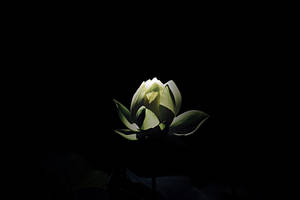 一朵發光的白色蓮花在黑暗背景中脫穎而出。 — 黑色動態圖 壁紙