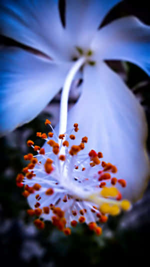 白色芙蓉花的特寫，帶有橙色雄蕊和黃色花心。 — iPhone 8 壁紙