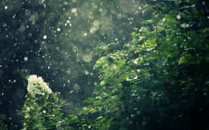 雨中的白色花朵，陽光穿過綠葉 — 雨 壁紙
