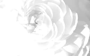 一朵帶有柔和陰影和分層花瓣的白色花朵，單色呈現。 — 白色美學gif 壁紙
