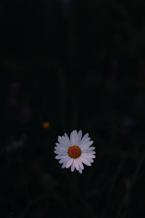一朵白色雛菊，黃色花心，在黑暗中發光。 — 暗色 壁紙
