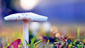 在陽光和散景背景下，草叢中生長的一朵白色蘑菇。 — 湖 壁紙