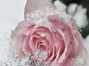 冬日裡灑滿雪花和亮片的粉紅玫瑰 — 冬日美學 壁紙