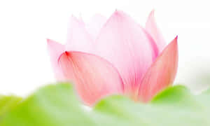 一朵粉紅色的蓮花蕾從綠葉中冒出，背景為白色。 — 花卉動畫 壁紙
