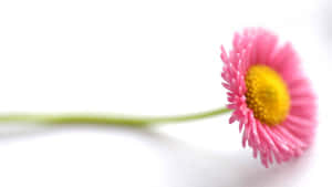 一朵粉紅色雛菊，帶有黃色花心，在白色表面上。 — 花系美學 壁紙