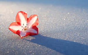 一朵紅白花朵躺在藍色沙子上，有陽光和陰影。 — 冬日美學 壁紙