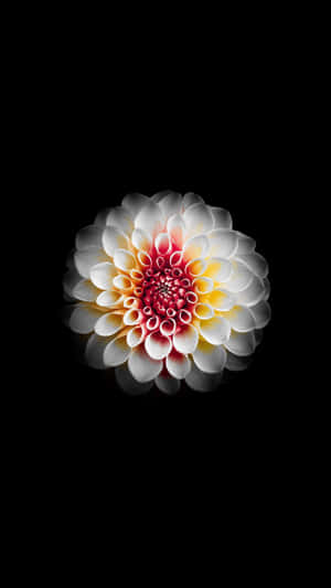 一朵白色、黃色和紅色的大麗花，位於黑色背景中央。 — 唯美花朵動圖 壁紙