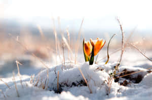 橙色番紅花在冬日的陽光下穿過雪地與乾草綻放。 — 冬日美學 壁紙