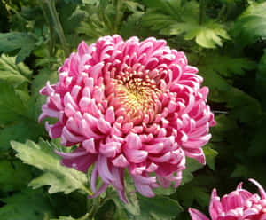 花園中一朵帶有綠葉的粉紅色菊花。 — 粉紅花朵 壁紙