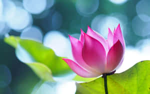 在柔和陽光下，一朵帶有綠葉的粉紅色蓮花。 — 花卉動畫 壁紙