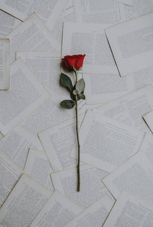 一朵紅玫瑰躺在散落的書頁上。 — 玫瑰 壁紙