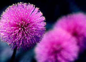 紫色千日紅花朵的特寫，背景模糊。 — 紫色花朵 壁紙
