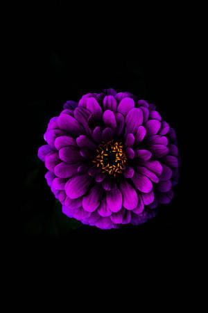 一朵發光的紫色花朵，金色花心，黑色背景 — 2:3 壁紙